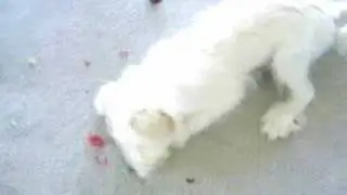 Japoodle play like a cat