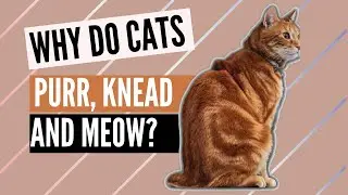 Surprising Truths about Cat Behaviors: Purring, Kneading, and Meowing! |Cat Behavior Explained|