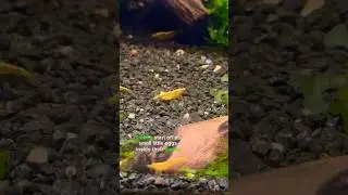 The sad life cycle of the freshwater shrimp.. #shorts