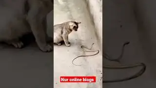 Cat 🐈 Senak judho #shortfeed #viralvideo #cat #nurshorts