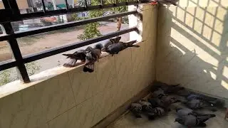 Pegion|Feeding Pegions @ Home|wowvara