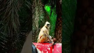 monkey is life best #best #video #monkey #motivation