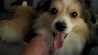 Flying Dog, Raging Bitch