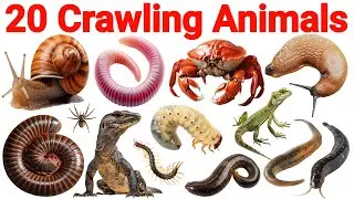 20 रेंगने वाले जानवरों के नाम | Learn 20 Crawling Animals Sea Animals Fruits | Suraj Pratap Singh 