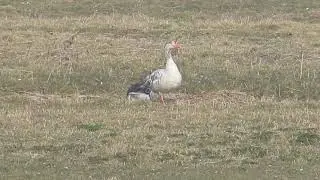 hybride keizergans x grauwe gans