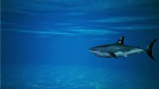 Green Screen Vfx | By using shark and backgroung