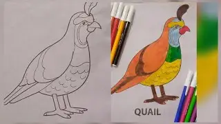 Easy drawing and colouring for kids|| QUAIL colouring