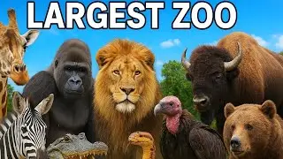 Bronx Zoo One Of The Largest Zoos In The USA 