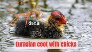 Eurasian Coot With Chicks &ndash; Feeding & Fun at the Lake