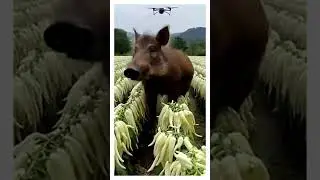 Stunning Village Life & Nature Beauty | Peaceful Countryside Moments (1080p HD)