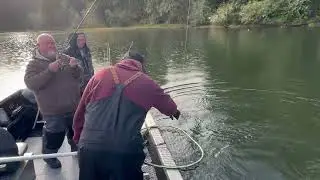 Tenmile Lake Coho of This Year
