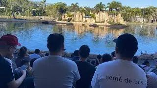 Affinity Dolphin Presentation