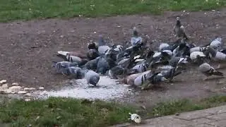 رحم و شفقت نسبت به پرندگان