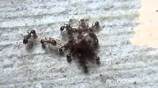 Ants Eating Sugar
