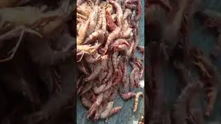 Sea Tiger Shrimp Sorting @ Paradeep