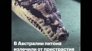 В Австралии питона излечили от наркозависимости