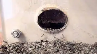 Solenopsis Invicta - Fruit Fly Feeding Time