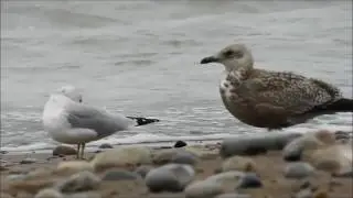 American Herring Gull Boardwalk 1 Oct 16