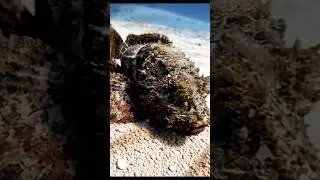 The Walking Scorpionfish &ndash; Mystery Beneath the Sands of Cozumel