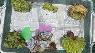 Abriendo una cajita de suculentas 🥰
