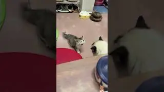 purrfect pic's