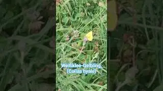 Wei&szlig;klee-Gelbling,(Colias hyale)