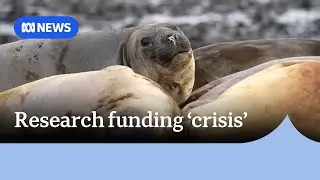 Australian scientists warn of 'crisis' in Antarctic research funding | ABC NEWS