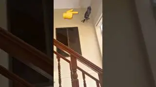 eagle attack human | eagle in the house