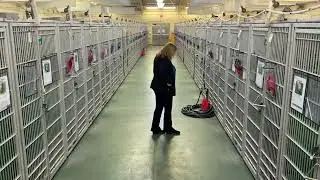 VIDEO Crowding Crisis at Palm Beach animal shelter