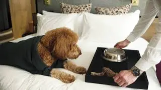 Zagame's House is Fur-Friendly! Video 1