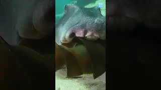 The dark secret of the Port Jackson sharks