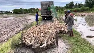Full Video: How to Identify Good Ducks by Feather Color &ndash; Truck & Boat Transport in Real Farming