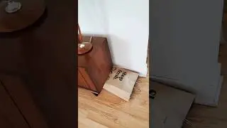 This is where I found kitty hiding 🙈🎒🐈 #hide #hideandseek #cats #whereareyou #paperbag #shorts