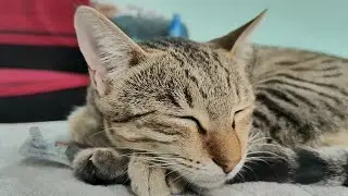 Cute meow soyi hai 😻 | new cat video | cute cat video #cat #catvideo #catlovers #cutecat #trending 