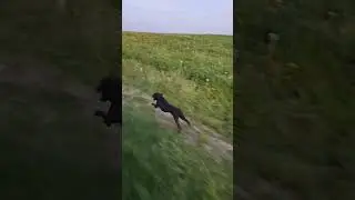 TPC'S Crunch #patterdale #patterdaleterrier