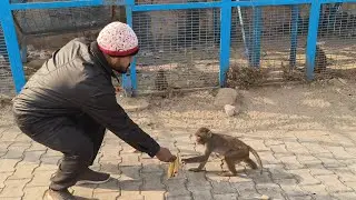 Low-status monkeys bullied by high-status monkeys don't dare to swallow food 