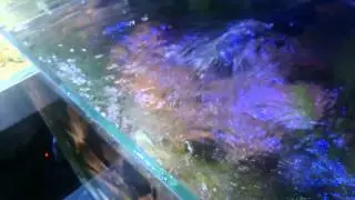 Fish love tanks with good water flow!