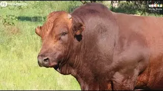 Ntaba Nyoni 3 in 1 Auction 2022 - 5 March Phala Phala Wildlife