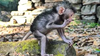 this is best morning for lovely baby monkey Jagger playing so adorable