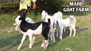Nayab Gulabi Kota Kid's Ka Collection At Majid Goat Farm