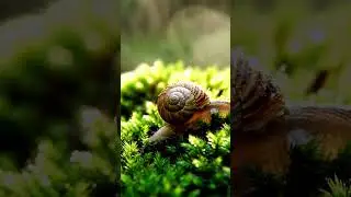 A Quiet Life on Soft Moss