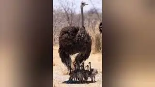 “Ostrich Documentary | Life of the World’s Biggest Bird”