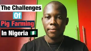 3 Biggest Challenges Of Pig Farming In Nigeria