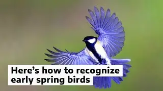 Here&rsquo;s how to recognize early spring birds