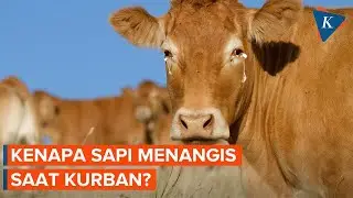 Kenapa Sapi Menangis Saat Kurban?