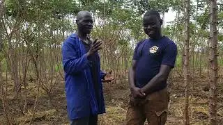 How to Grow Cassava Successfully in Northern Uganda?