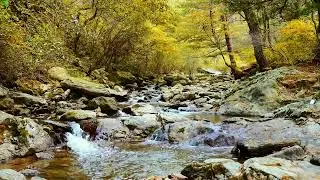 🍁Real Forest Water Sounds | for Sleeping  3 Hours of Deep Relaxation Nature ASMR