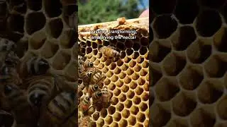 This Is How Bees Make Honey!