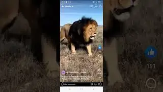 Regal Black maned Lion