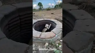 Tiger Saves Baby Monkey 🐯🙈 #Shorts #AnimalRescue